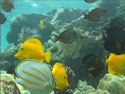 Aquarium video packs